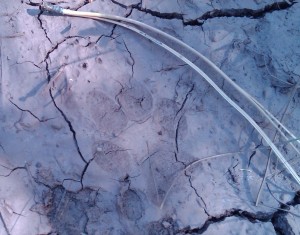 Mountain lion track taken in SW colorado overlooking the Piedra River